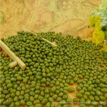 Высокое качество зеленая фасоль mung,Монголии происхождения,хорошо упаковать